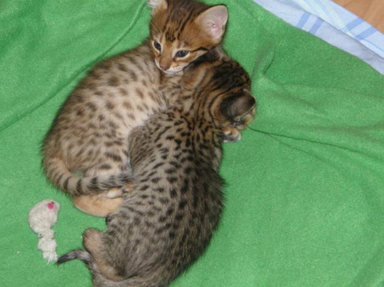 Cattery Albisavannah CZ - Savannah kittens F3 C and F7 SBT